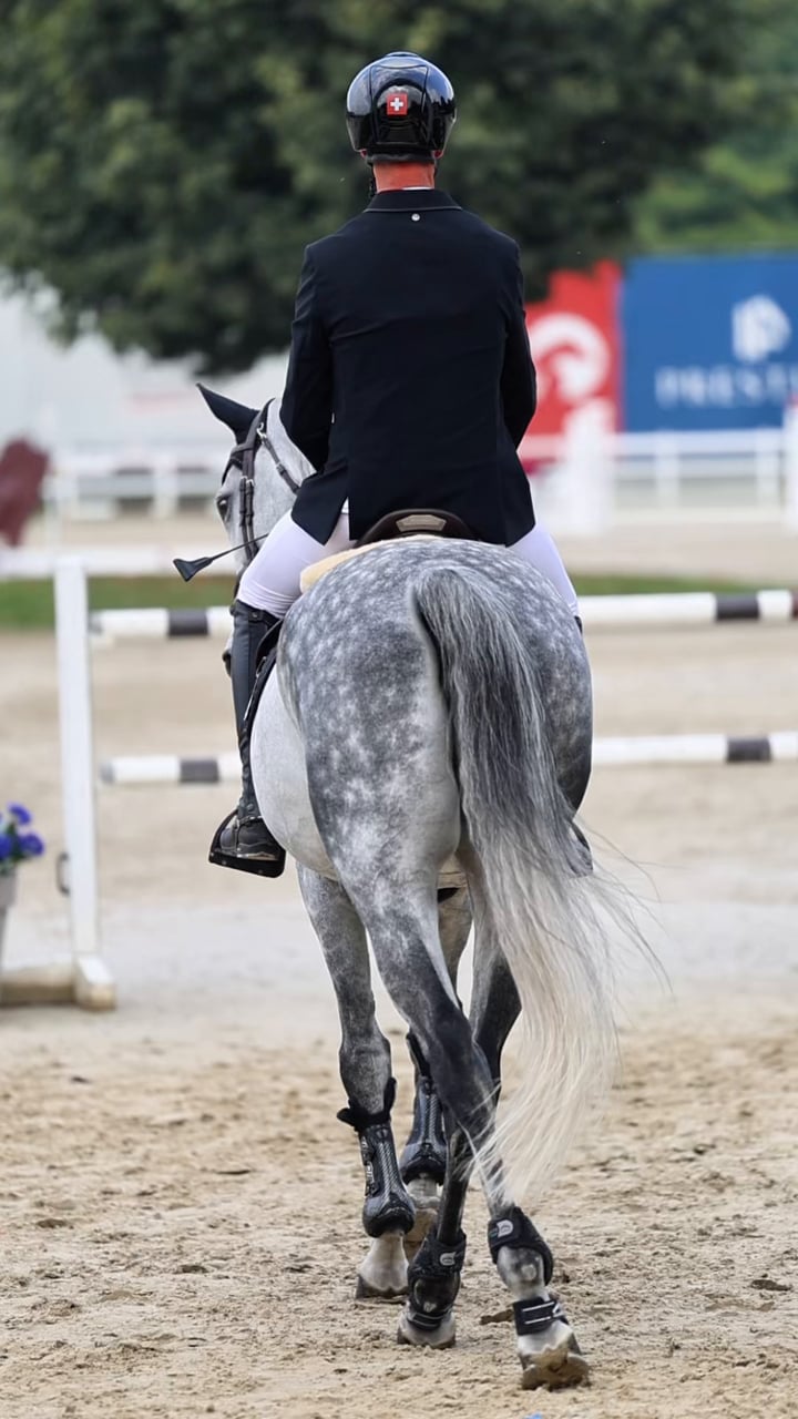 A rider and a dapple-grey show jumper at a competition