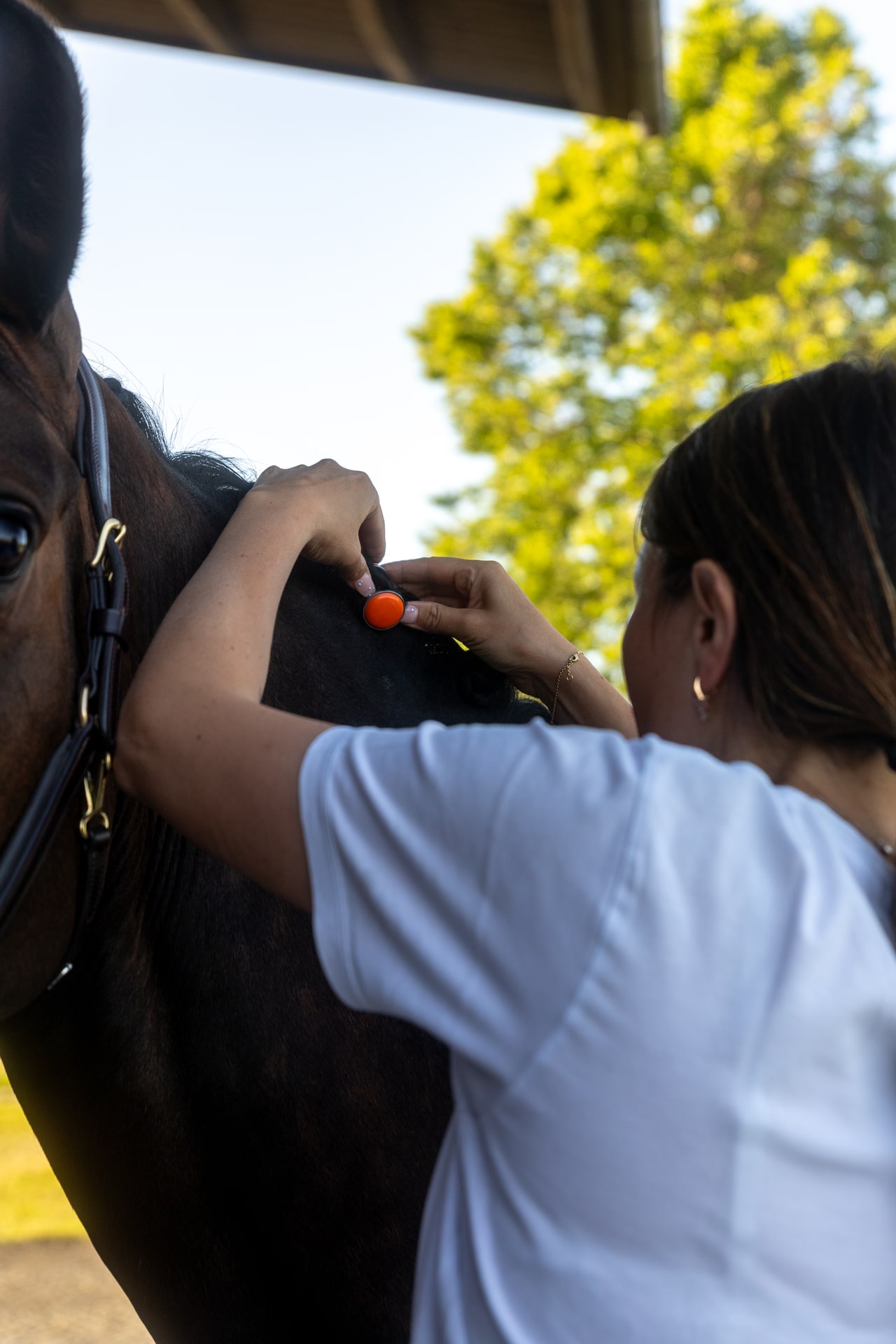 Fitting an orange la cabelle pin into a braided mane