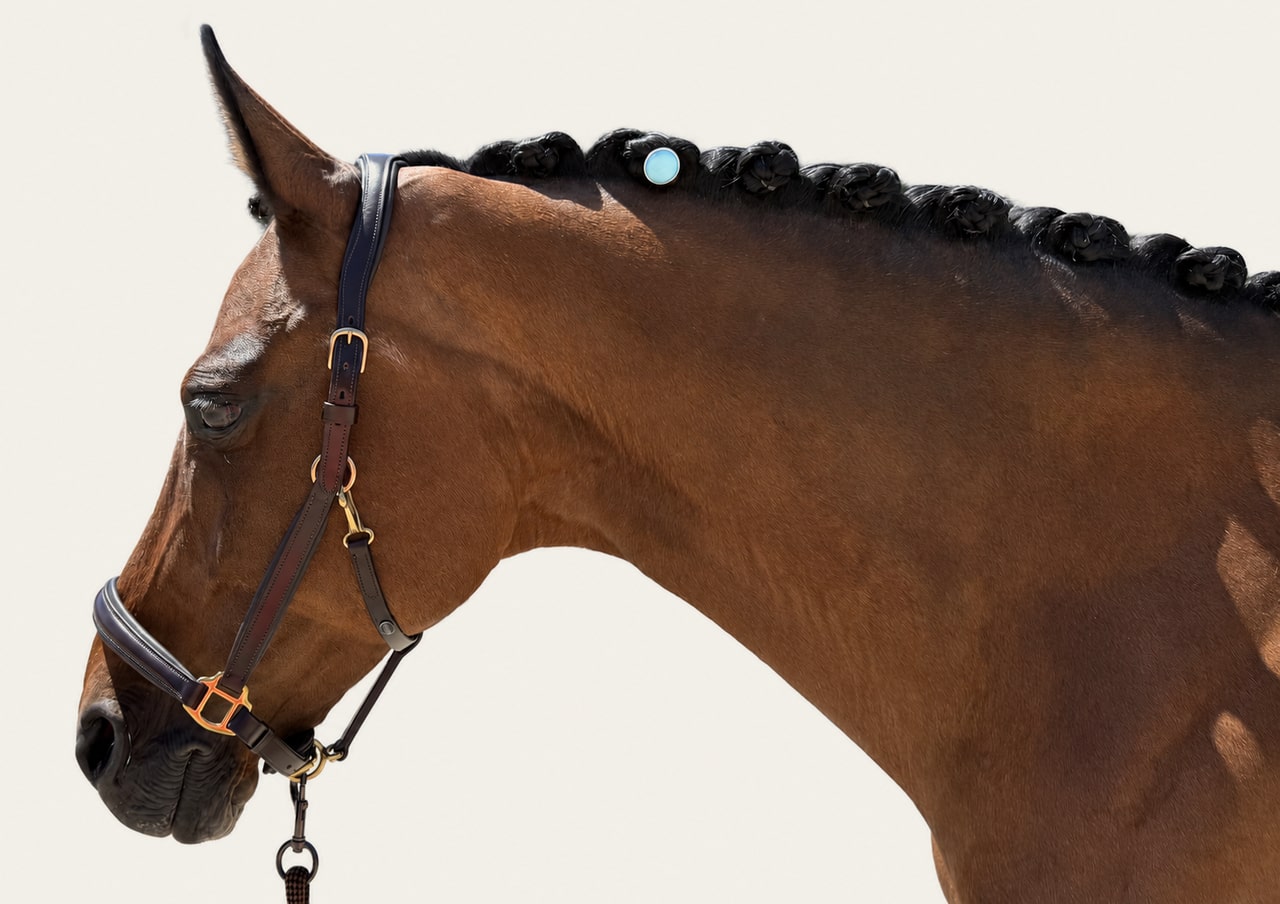 A light-blue pin centered on the compact braid of a brown horse