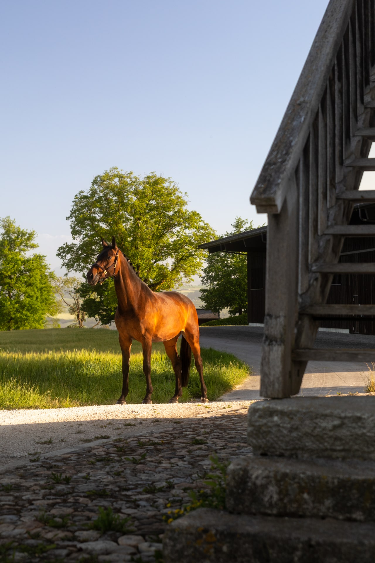 A horse standing outside a Swiss stable in the evening light